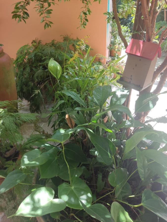 Recanto Toca Das Plantas De Ilhabela I Bagian luar foto