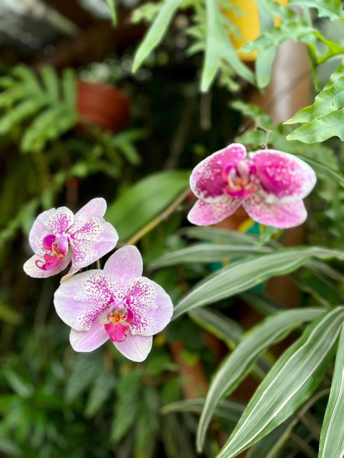 Recanto Toca Das Plantas De Ilhabela I Bagian luar foto