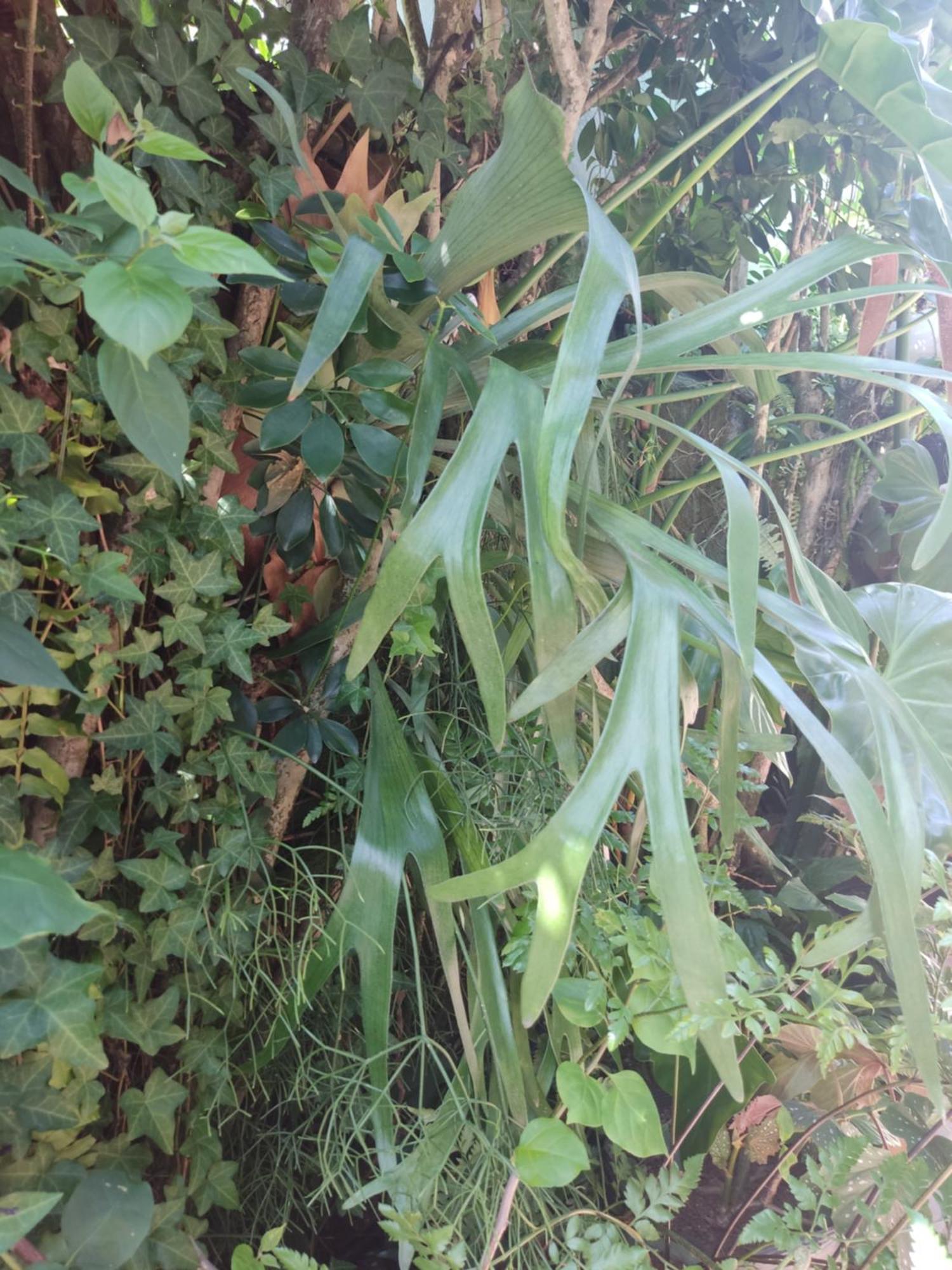 Recanto Toca Das Plantas De Ilhabela I Ruang foto